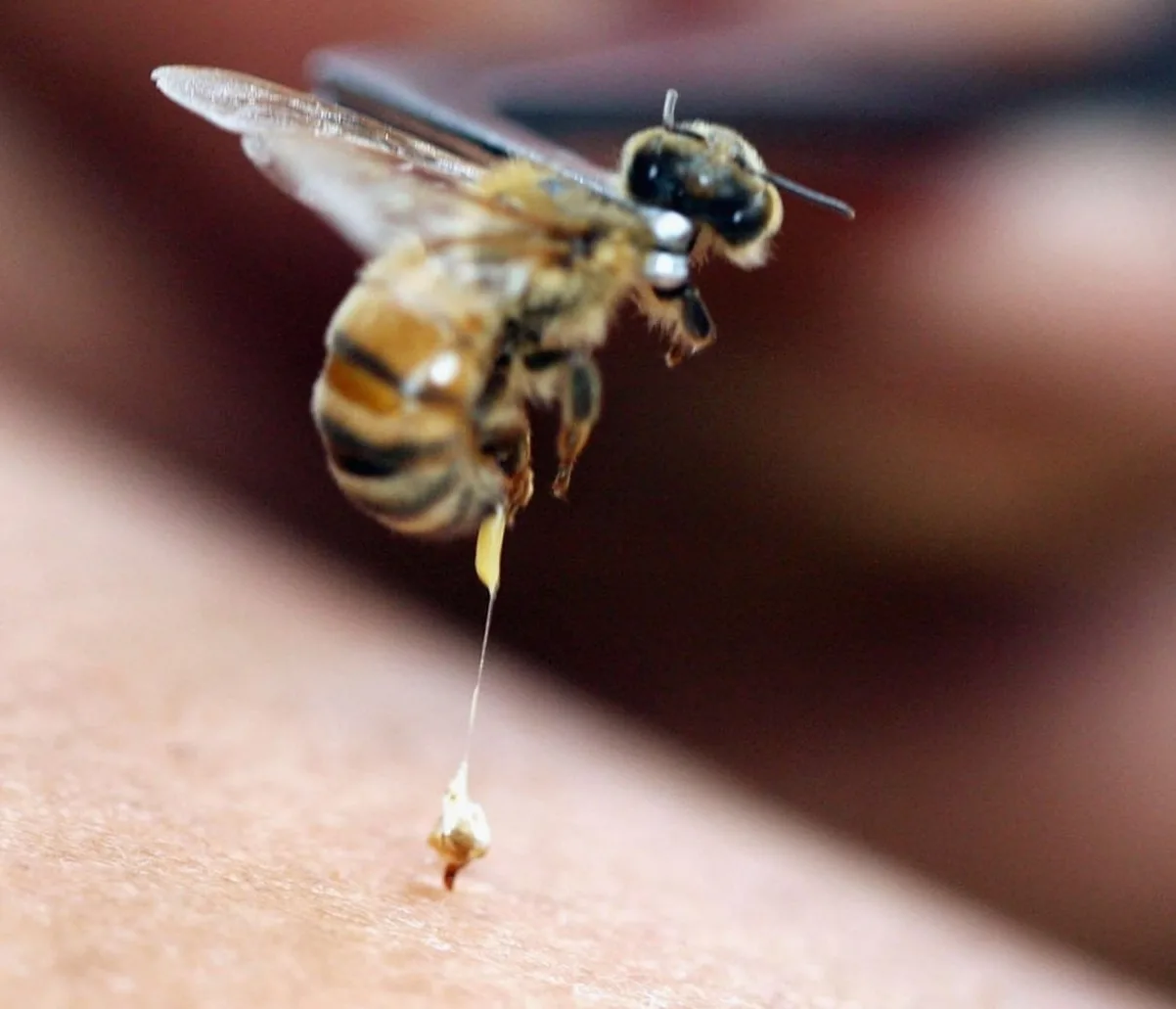 كريم سم النحل